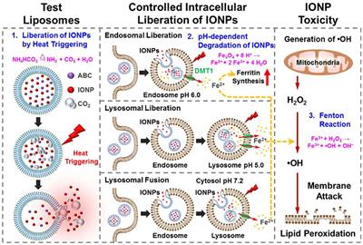 Progress of Iron-Based Nanozymes for Antitumor Therapy